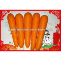 Zanahoria de China